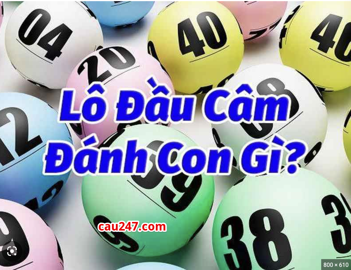 lo dau cam danh con gi