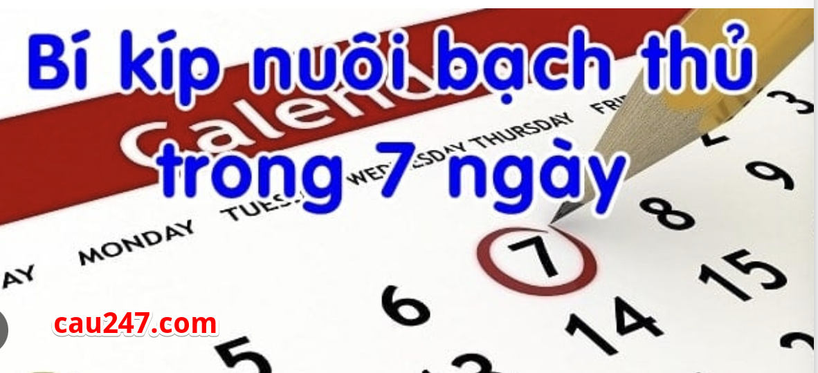 nuoi lo khung 7 ngay