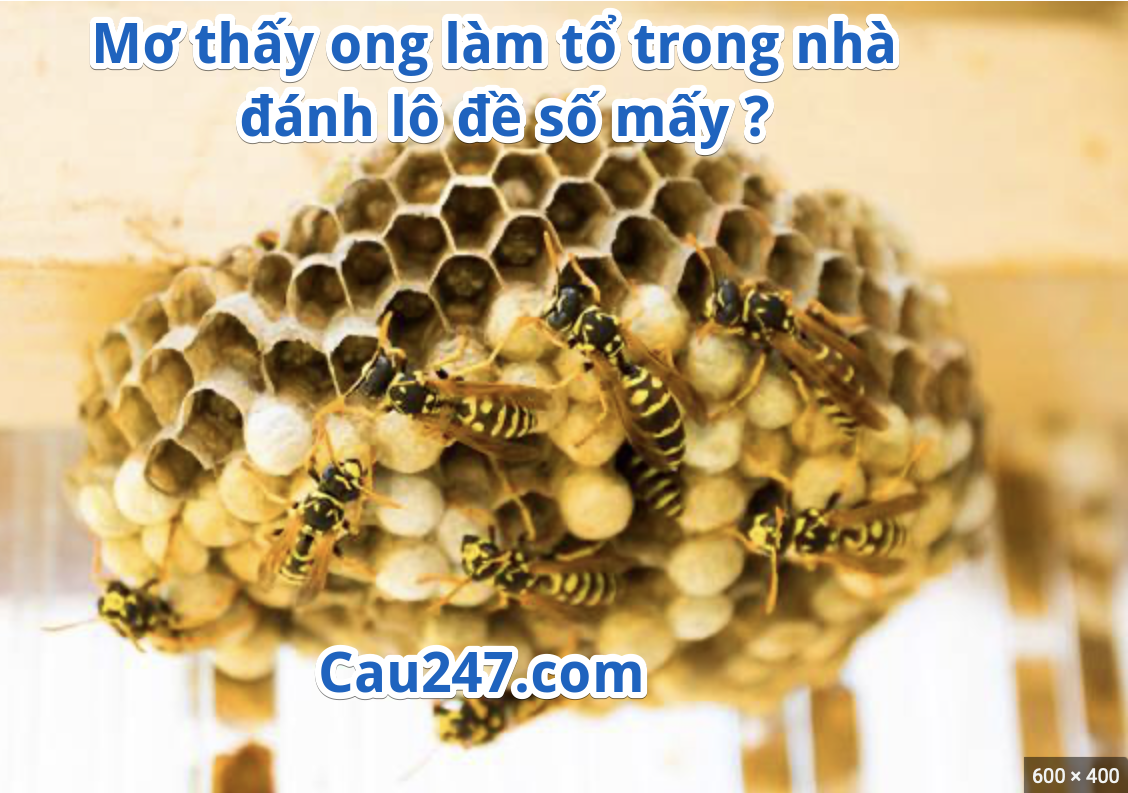 mo ong lam to danh lo de so may