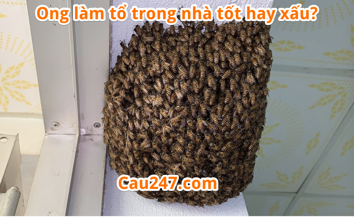 ong lam to trong nha tốt hay xau