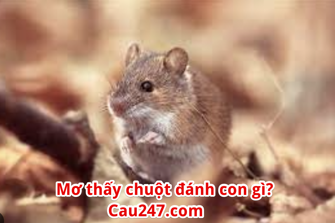 mo thay chuot danh con gì