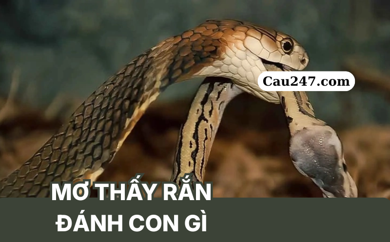 mơ thấy rắn đ&aacute;nh con g&igrave;
