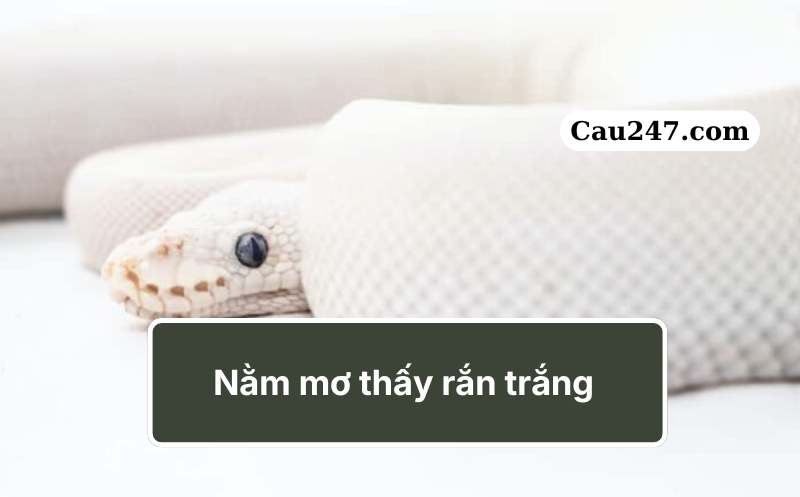 mơ thấy rắn trắng