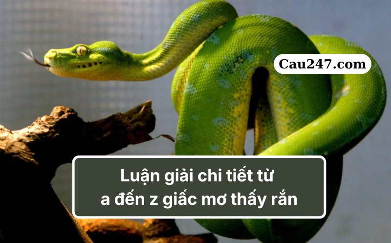 mơ thấy rắn đ&aacute;nh con g&igrave;