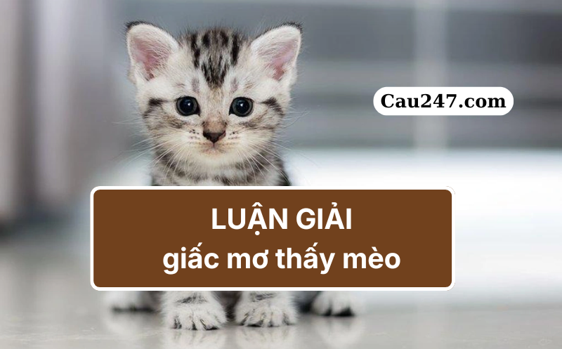 luận giải mơ thấy m&egrave;o