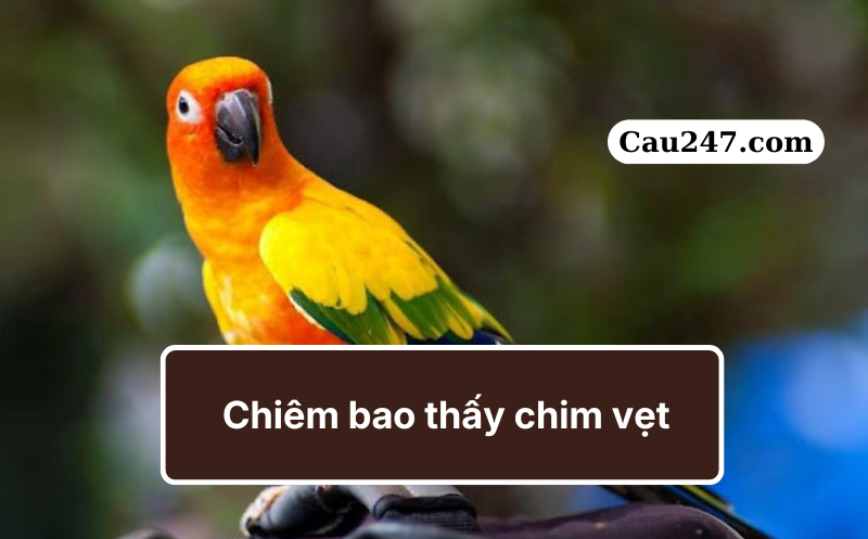 mơ thấy chim vẹt