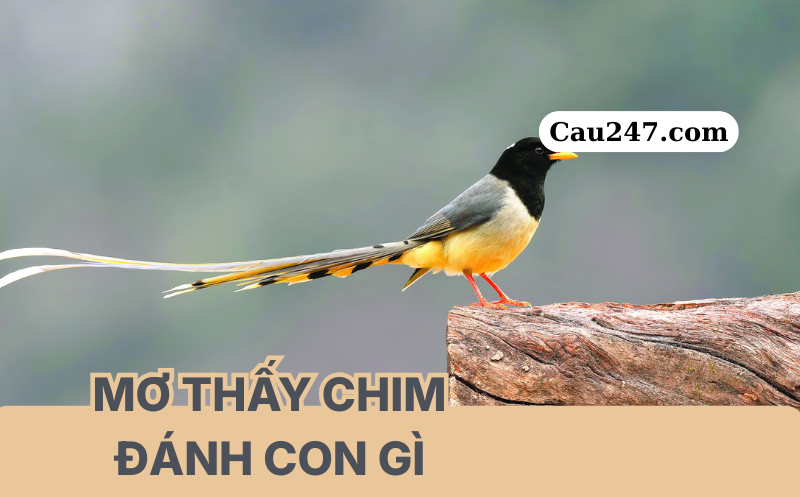 mơ thấy chim đ&aacute;nh con g&igrave;