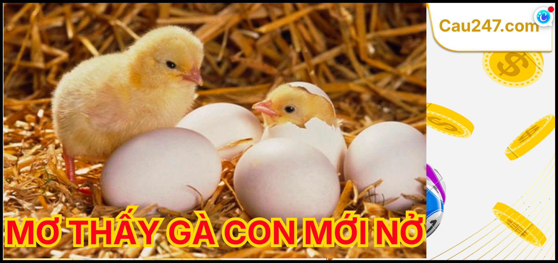 mơ thấy g&agrave; con mới nở