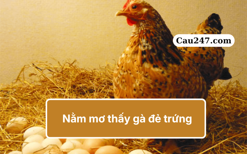 mơ thấy g&agrave; đẻ trứng đ&aacute;nh con g&igrave;