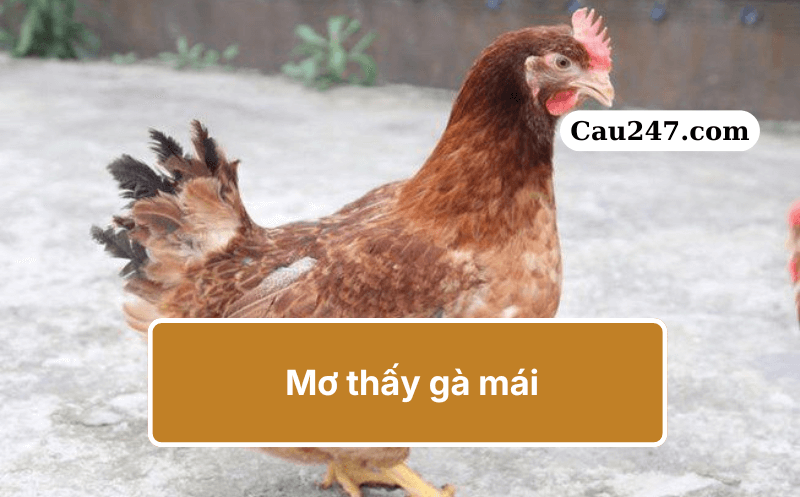 mơ thấy g&agrave; m&aacute;i đ&aacute;nh con g&igrave;