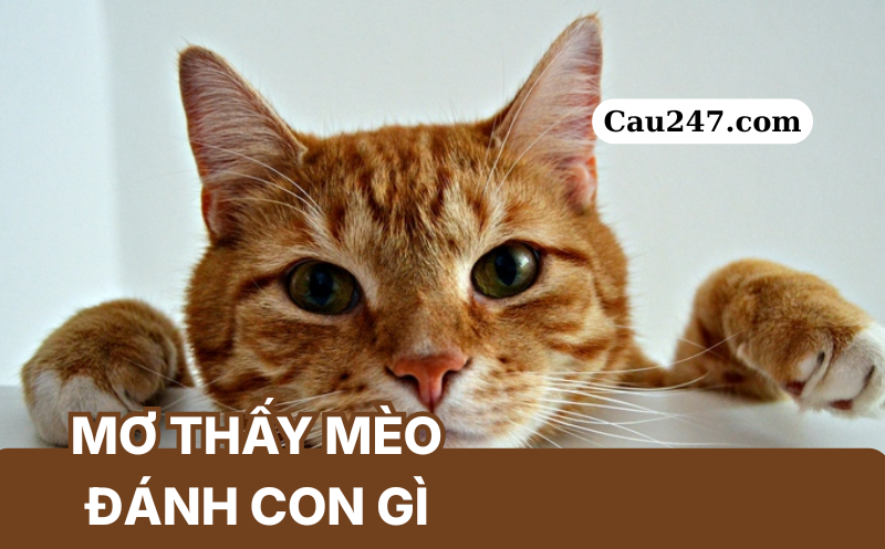 mơ thấy m&egrave;o đ&aacute;nh con g&igrave;