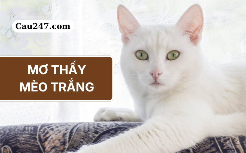 mơ thấy m&egrave;o trắng