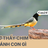 Mơ thấy chim đánh con gì chuẩn nhất