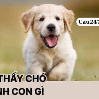 Mơ thấy chó đánh con gì? ý nghĩa giấc mơ thấy chó