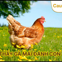 Mơ Thấy Gà Mái Đánh Con Gì? Giải Mã Điềm Báo Khi Nằm Mơ Thấy Gà Mái