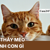 Mơ thấy mèo đánh con gì? báo hiệu điềm tốt hay xấu